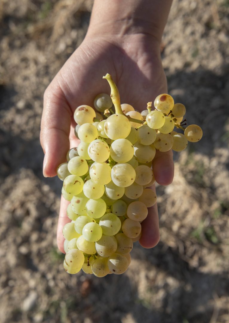 GALULVAL grappe de blanc